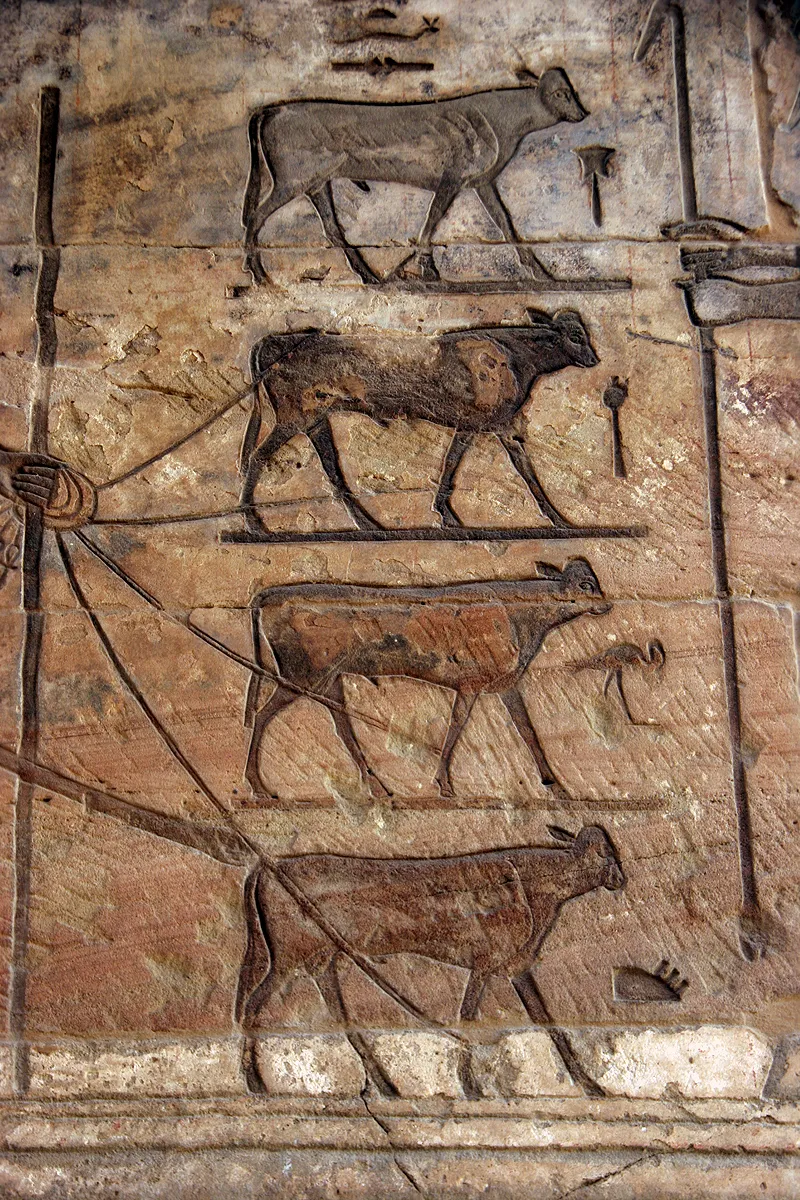 Ancient Egyptian relief showing calves and hieroglyphic signs