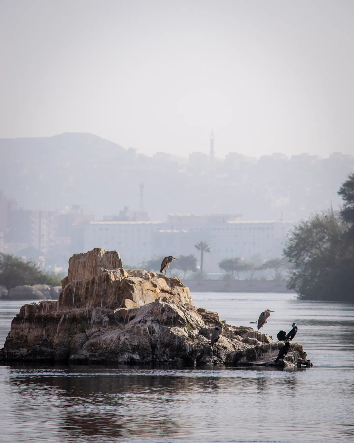 Grey herons and great cormorants on a rocky Nile islet in Aswan